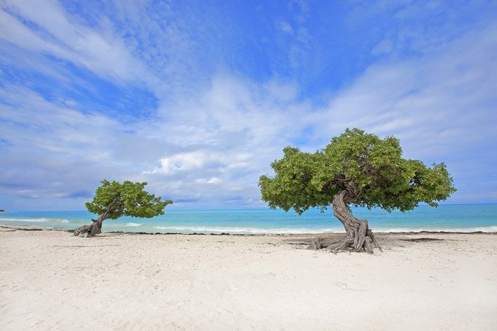Карибски плаж, остров Аруба. Достъпна екзотика.