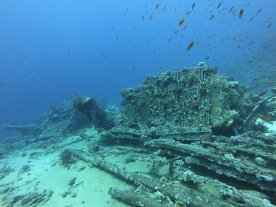 Shark and Yolanda Reef