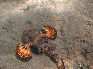 Red Sea Walkman
