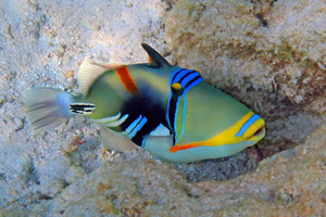 Picasso Triggerfish