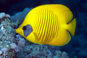 Masked Butterflyfish