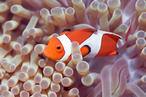 Clownfish