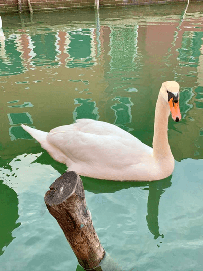 Лебеди в каналите на Венеция, Италия