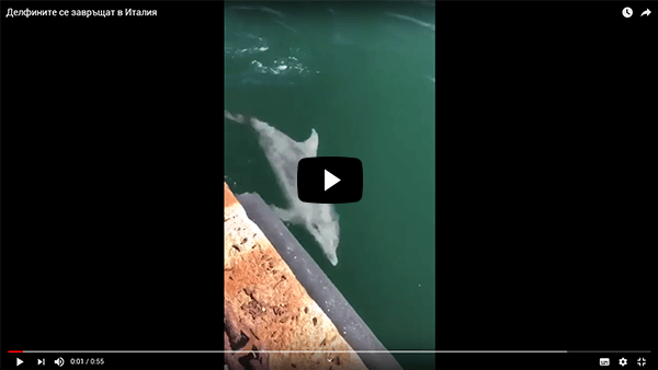 Видео на делфини в Италия